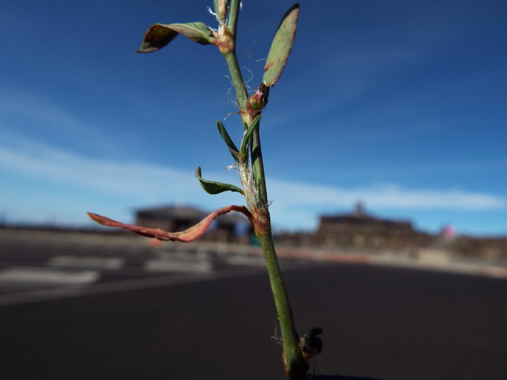 Спорыш — лист (Polygonum aviculare)