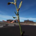 Спорыш — лист (Polygonum aviculare)