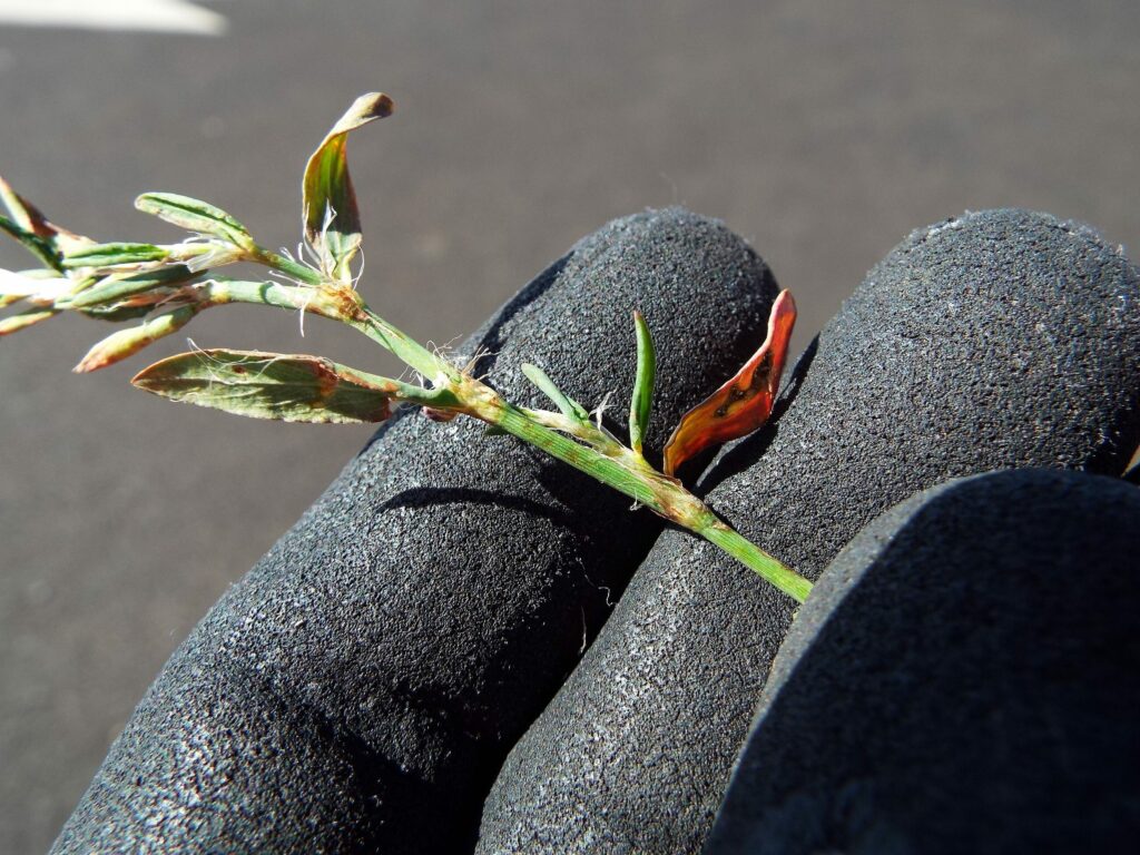 Спорыш — лист (Polygonum aviculare)