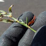 Спорыш — лист (Polygonum aviculare)