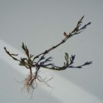 Спорыш — общий вид (Polygonum aviculare)