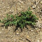 Спорыш (Polygonum aviculare)