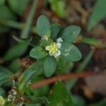 Спорыш (Polygonum aviculare)