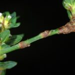 Спорыш (Polygonum aviculare)