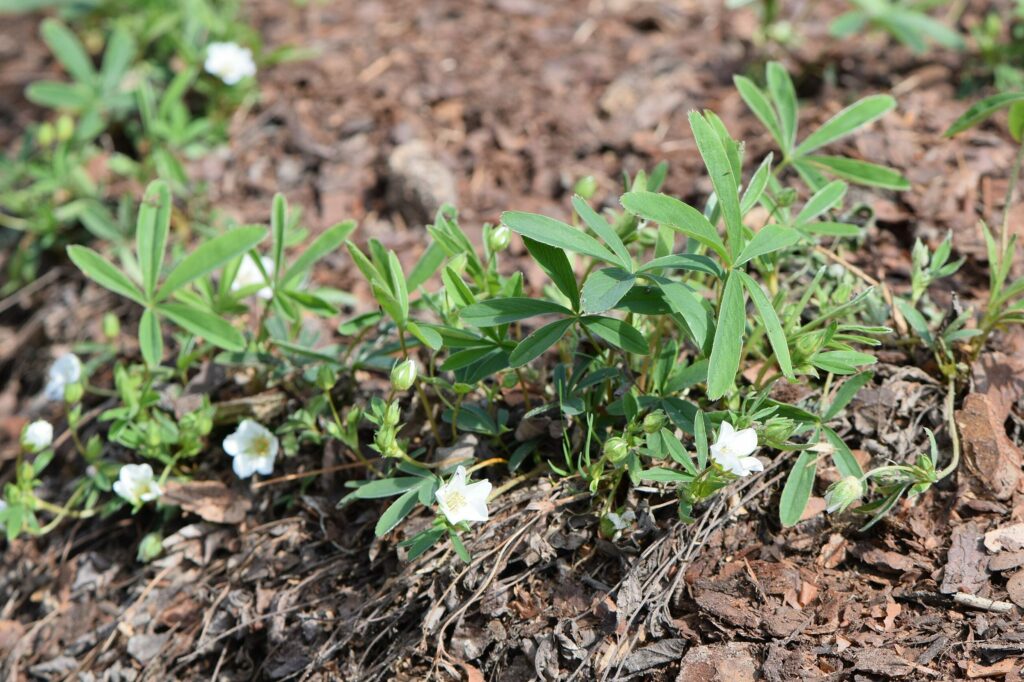 Лапчатка белая — общий вид (Potentilla alba)