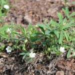 Лапчатка белая — общий вид (Potentilla alba)