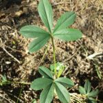 Лапчатка белая — лист (Potentilla alba)