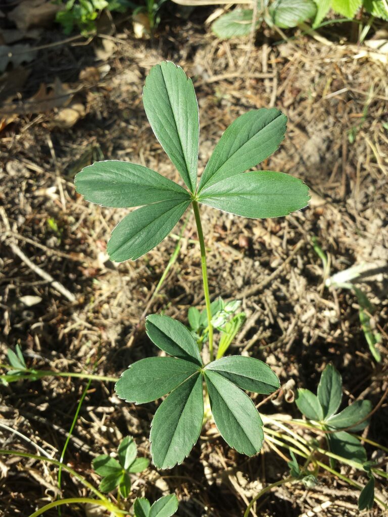 Лапчатка белая — лист (Potentilla alba)