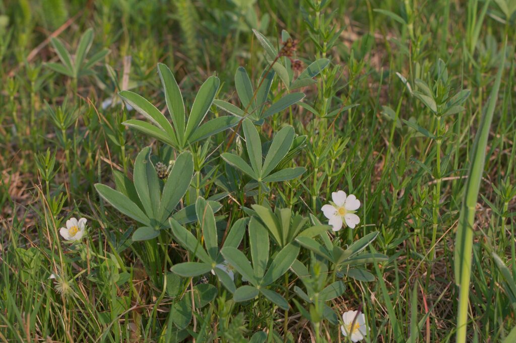 Лапчатка белая — общий вид (Potentilla alba)