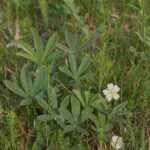 Лапчатка белая — общий вид (Potentilla alba)