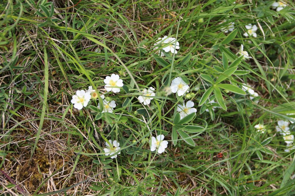Лапчатка белая — общий вид (Potentilla alba)