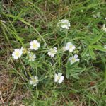 Лапчатка белая — общий вид (Potentilla alba)