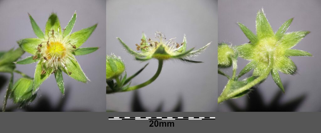 Лапчатка белая — цветки (Potentilla alba)