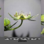 Лапчатка белая — цветки (Potentilla alba)