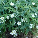 Лапчатка белая — общий вид (Potentilla alba)