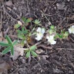 Лапчатка белая — общий вид (Potentilla alba)