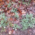 Лапчатка белая — общий вид (Potentilla alba)