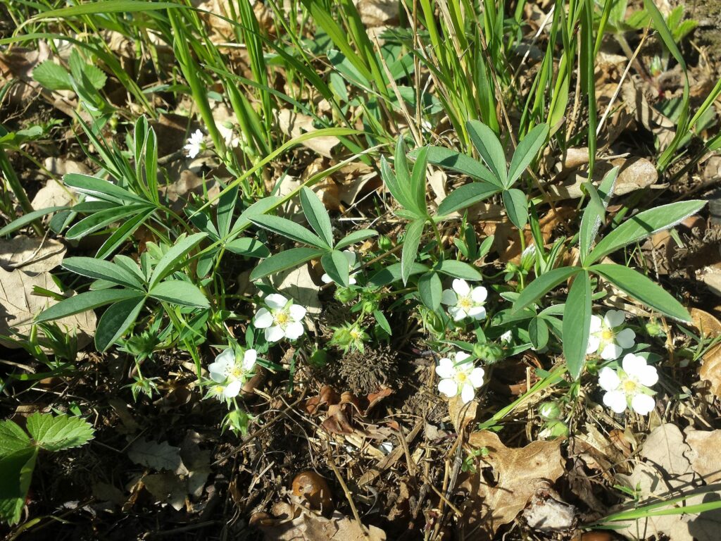 Лапчатка белая — общий вид (Potentilla alba)