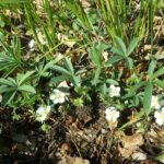 Лапчатка белая — общий вид (Potentilla alba)