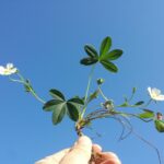 Лапчатка белая — общий вид (Potentilla alba)