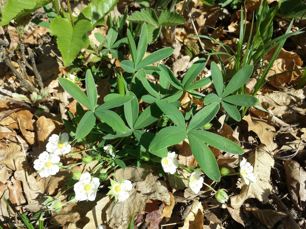 Лапчатка белая — общий вид (Potentilla alba)