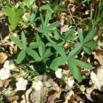 Лапчатка белая — общий вид (Potentilla alba)