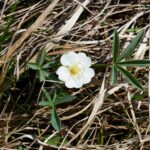 Лапчатка белая (Potentilla alba)