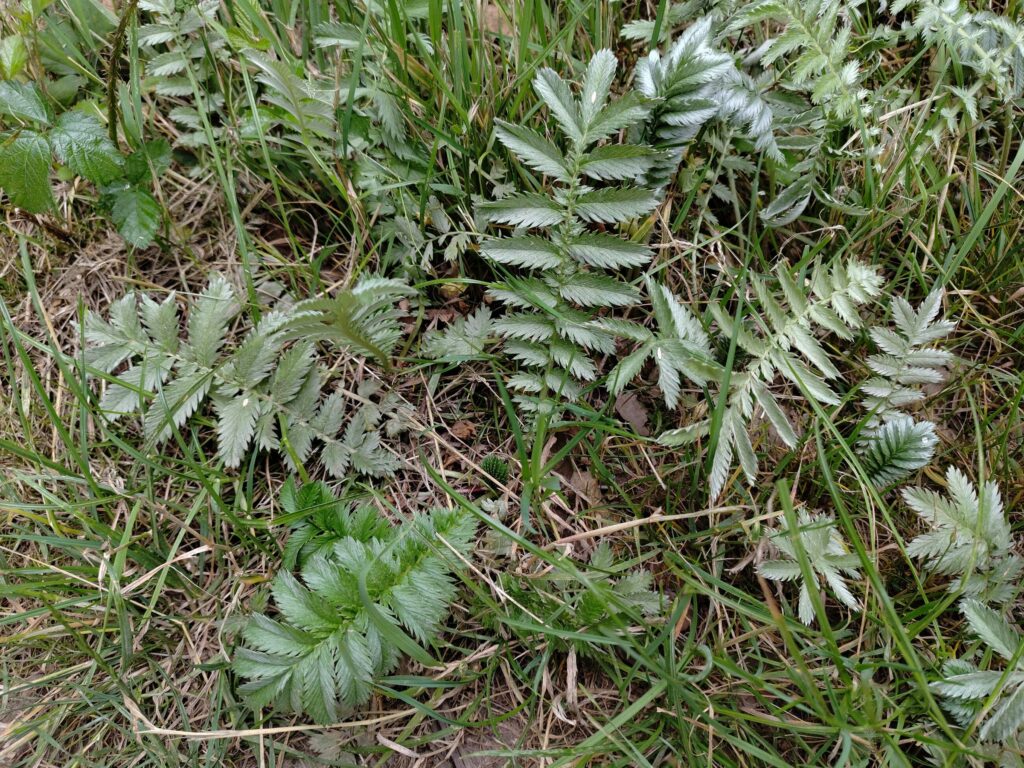 Гусиная лапка — общий вид (Potentilla anserina)