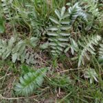 Гусиная лапка — общий вид (Potentilla anserina)