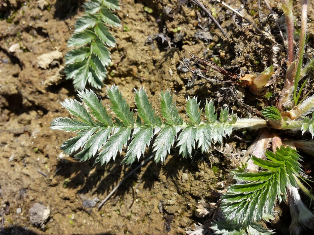 Гусиная лапка — лист (Potentilla anserina)