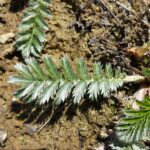 Гусиная лапка — лист (Potentilla anserina)