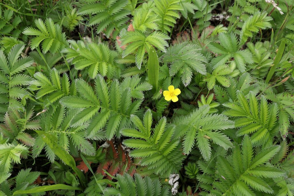 Гусиная лапка — общий вид (Potentilla anserina)