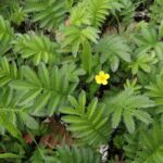 Гусиная лапка — общий вид (Potentilla anserina)