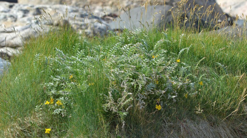 Гусиная лапка — общий вид (Potentilla anserina)