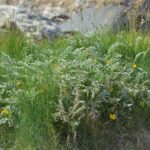 Гусиная лапка — общий вид (Potentilla anserina)