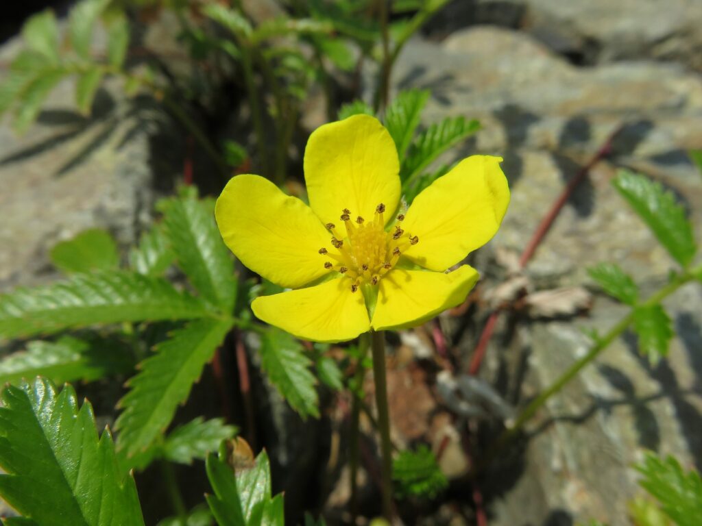 Гусиная лапка — общий вид (Potentilla anserina)