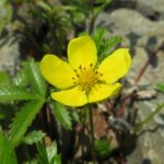 Гусиная лапка — общий вид (Potentilla anserina)