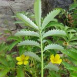 Гусиная лапка — общий вид (Potentilla anserina)