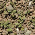 Гусиная лапка — общий вид (Potentilla anserina)