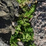 Гусиная лапка — общий вид (Potentilla anserina)