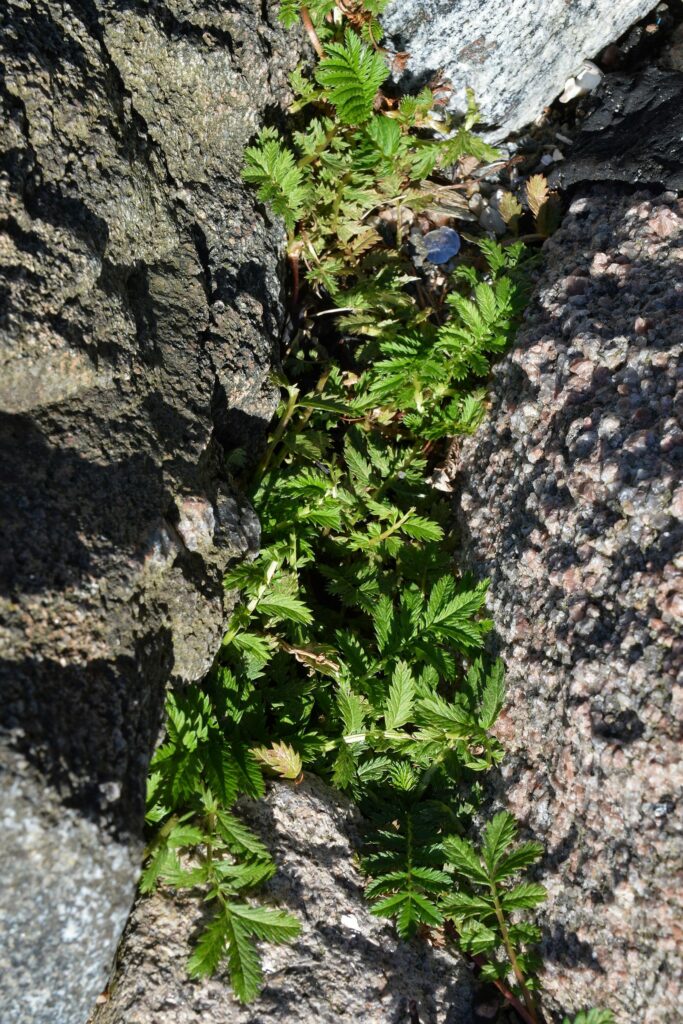 Гусиная лапка — общий вид (Potentilla anserina)