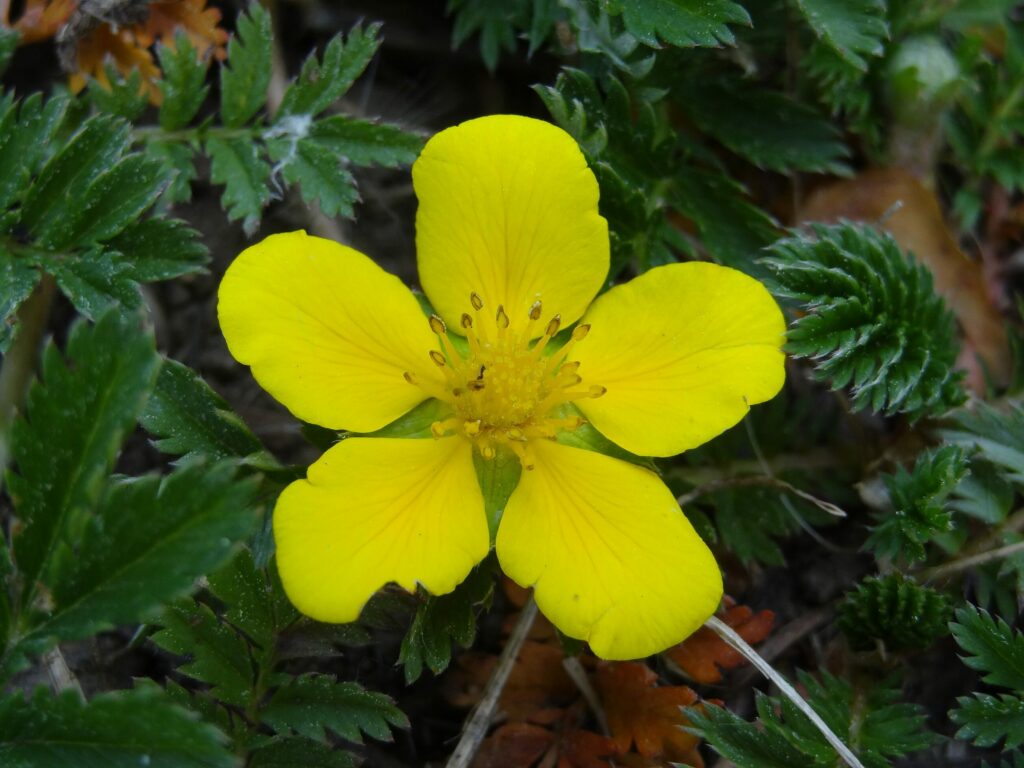 Гусиная лапка — общий вид (Potentilla anserina)