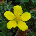 Гусиная лапка — общий вид (Potentilla anserina)