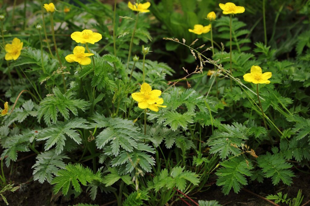 Гусиная лапка — общий вид (Potentilla anserina)