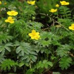Гусиная лапка — общий вид (Potentilla anserina)