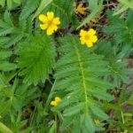 Гусиная лапка (Potentilla anserina)