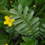Гусиная лапка (Potentilla anserina)