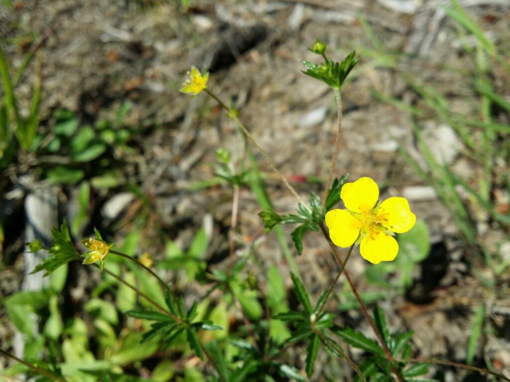 Лапчатка прямостоячая — цветки (Potentilla erecta)