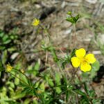 Лапчатка прямостоячая — цветки (Potentilla erecta)