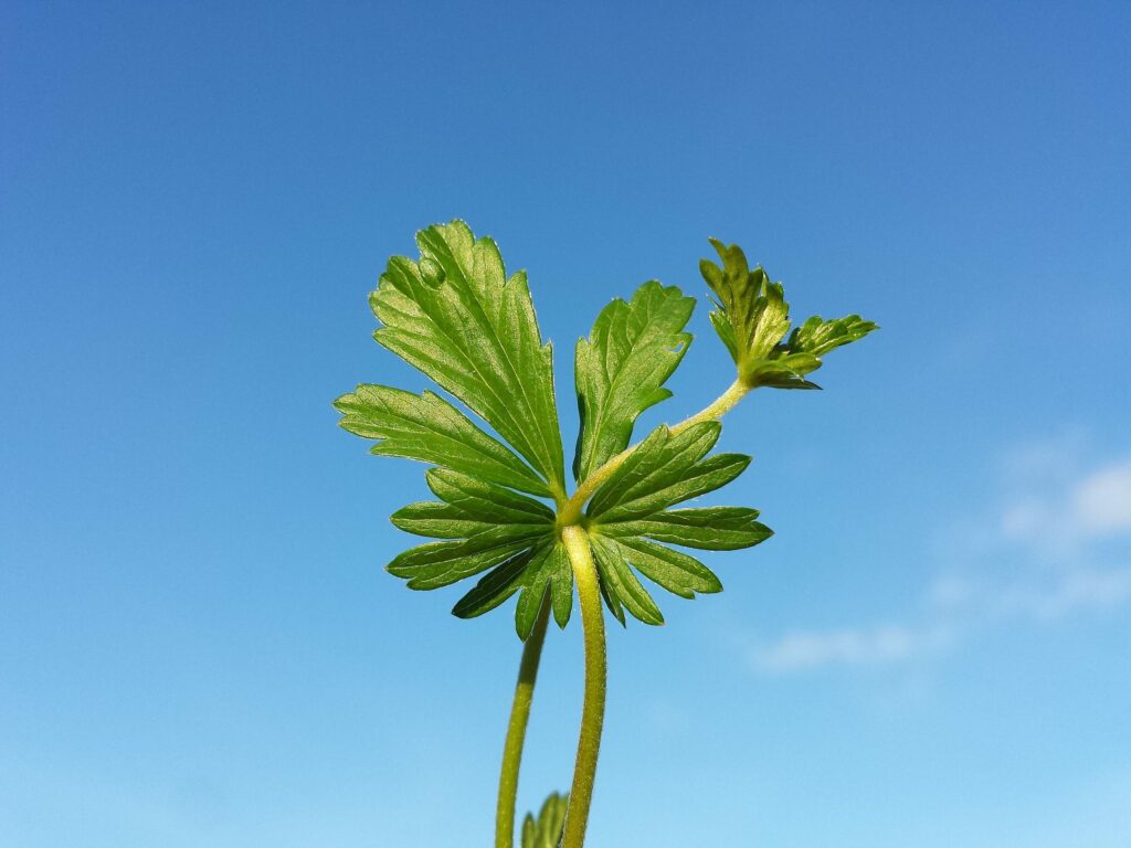 Лапчатка прямостоячая — лист (Potentilla erecta)